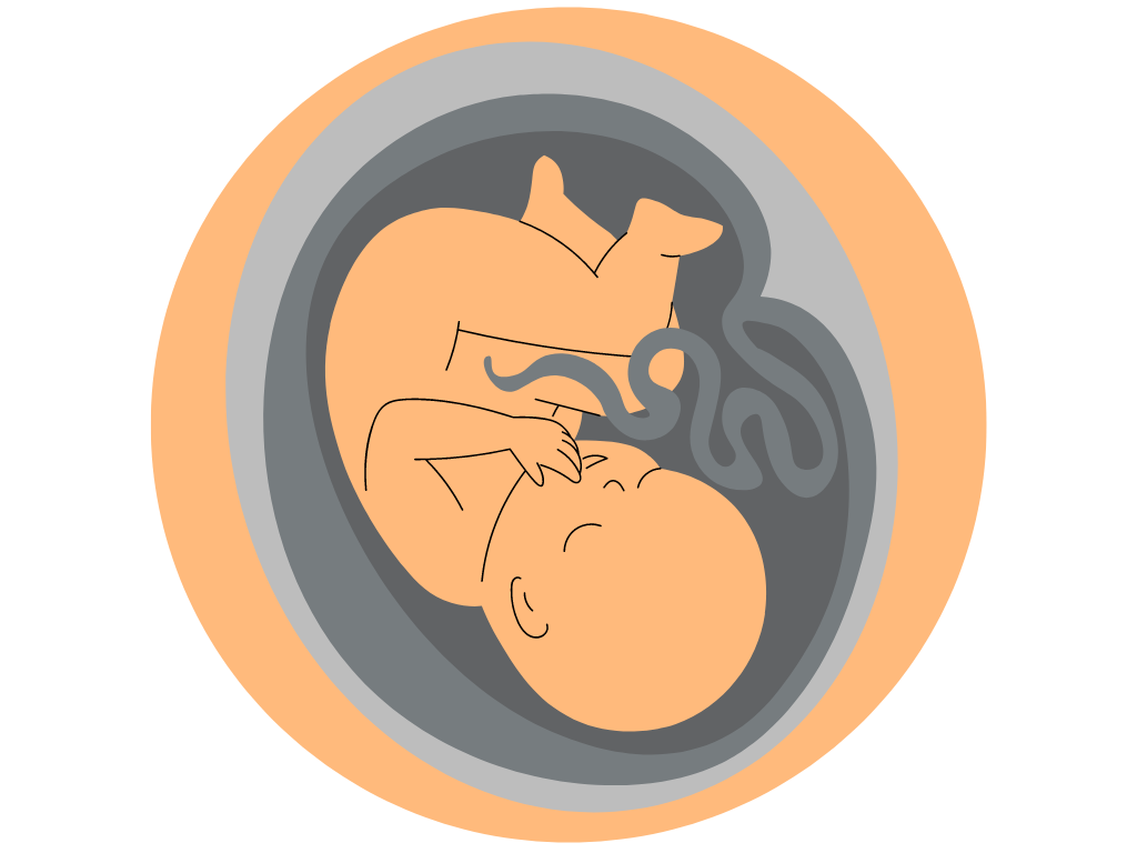 foetus lors du troisième trimestre