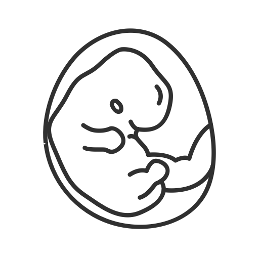 embryon de moins de 14 semaines